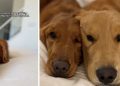 Dog Owner’s Plan To Get a Second Golden Retriever Backfires Adorably