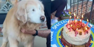 Senior Dog Is Too Excited as He Celebrates 12th Birthday