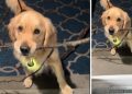 Golden Retriever Isn’t Too Happy After Being Told To Leave Stick Outside