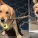 Golden Retriever Isn’t Too Happy After Being Told To Leave Stick Outside