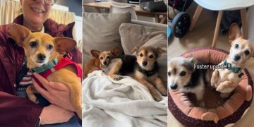 Dog Gets Spoiled by Foster Mom the Night Before Leaving for Forever Home