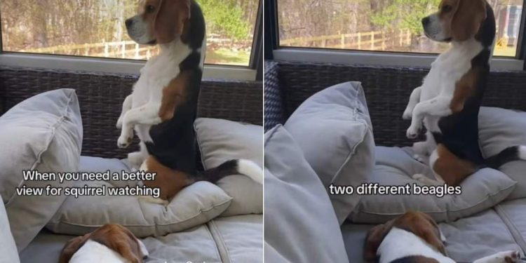 Dog Balances on Pillow for a Better View of Squirrels