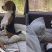 Dog Balances on Pillow for a Better View of Squirrels