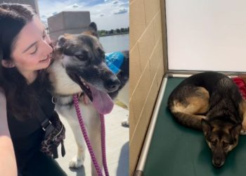 Shelter Dog Shows How a Day Out & Some Love Make a World of Difference