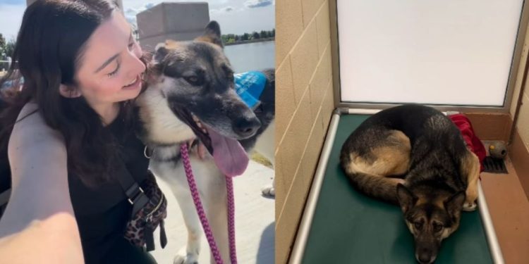 Shelter Dog Shows How a Day Out & Some Love Make a World of Difference