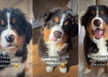 Owner Documents Puppy’s Adorable Nose Transition