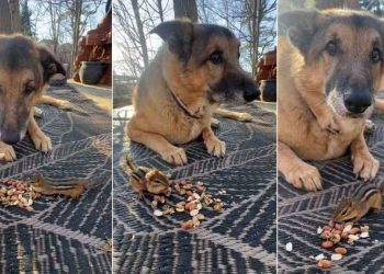 This Dog Doesn’t Mind Sharing Peanuts With His Tiny Best Friend