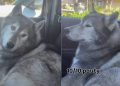 Dog Shows How Upset He Is With Owner for Taking Him to Groomers