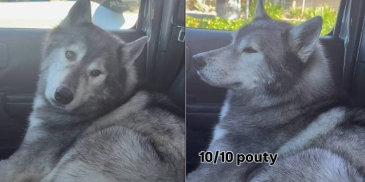 Dog Shows How Upset He Is With Owner for Taking Him to Groomers