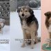 Stray Dog Rescued From Snowstorm After Chance Encounter Finds a Family