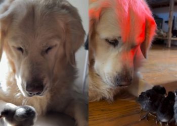 Golden Retriever Meets His Little Babies, Then Gently Watches Over Them