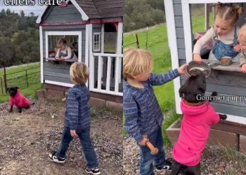 Dog Stops by Little Girls’ Cafe for Treats on Wholesome Sunday Afternoon