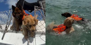 Dog Watches & Judges Before Following Furry Sibling Into Water