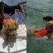 Dog Watches & Judges Before Following Furry Sibling Into Water