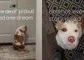 Deaf Rescue Dog Waits Years To Find a Home, Proves Dreams Do Come True
