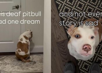 Deaf Rescue Dog Waits Years To Find a Home, Proves Dreams Do Come True