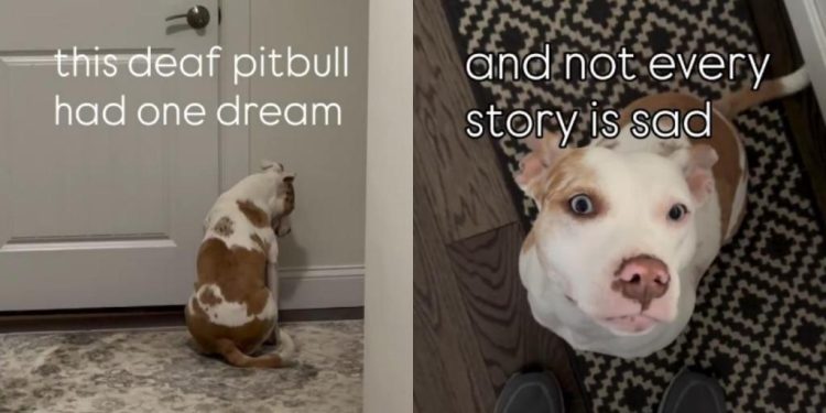 Deaf Rescue Dog Waits Years To Find a Home, Proves Dreams Do Come True