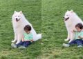 Samoyed & Toddler Make Core Memories on Beautiful Day at Park