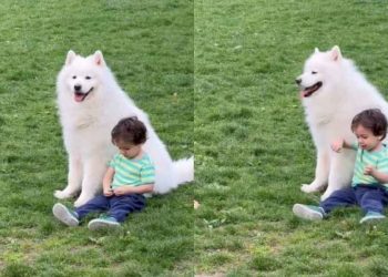 Samoyed & Toddler Make Core Memories on Beautiful Day at Park