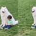 Samoyed & Toddler Make Core Memories on Beautiful Day at Park