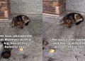 Dog Abandoned at Walmart With All His Toys Just Wants a Second Chance