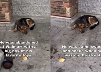 Dog Abandoned at Walmart With All His Toys Just Wants a Second Chance