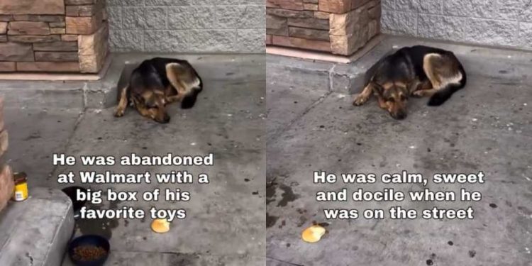 Dog Abandoned at Walmart With All His Toys Just Wants a Second Chance