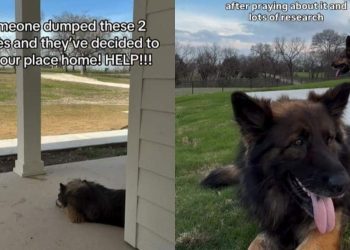 Abandoned Dogs Find Refuge With a Family That Gives Them a Forever Home