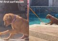 Golden Retriever Puppy Gets First Surf Lesson but in the Swimming Pool