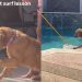 Golden Retriever Puppy Gets First Surf Lesson but in the Swimming Pool