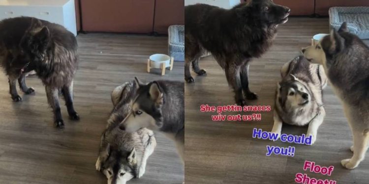 These Dogs Have a Lot To Say When Mom Says She Needs To Go Out Without Them