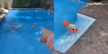 Dog Wears a Swimsuit Before Launching Himself Into the Pool