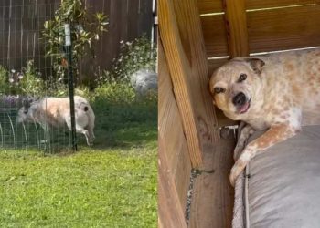 Dog Tries To Play Innocent After Being Busted, but Dad Isn’t Convinced