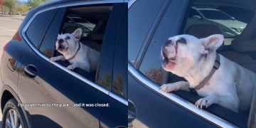 Dog Goes to the Park, Finds It Closed & Gets Vocal About His Frustration