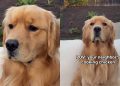 Golden Retriever Knows Neighbor’s Cooking Chicken, the Nose Doesn’t Lie