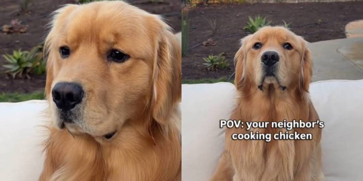 Golden Retriever Knows Neighbor’s Cooking Chicken, the Nose Doesn’t Lie