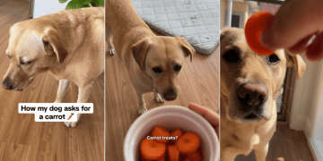 Dog Has an Adorably Polite Way of Telling Mom She Wants Carrot Treats
