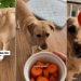 Dog Has an Adorably Polite Way of Telling Mom She Wants Carrot Treats