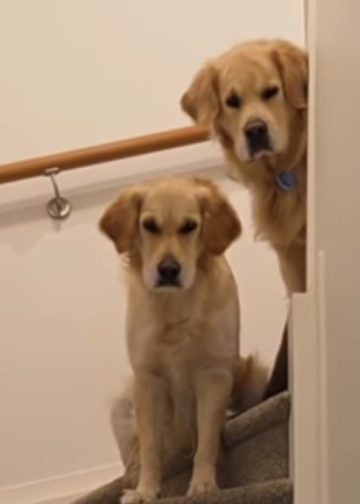 Golden Retrievers Judge Mom for Being Too ‘Loud’ With Friends