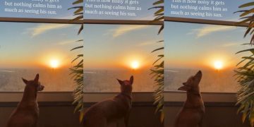 Dog Loves Nothing More Than a Sunset