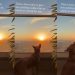 Dog Loves Nothing More Than a Sunset