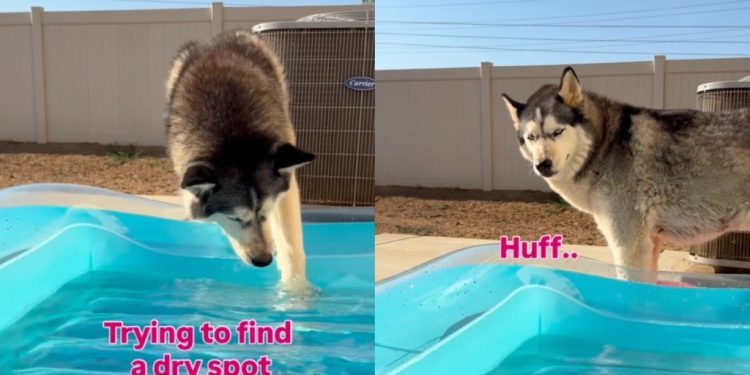 Dog Hates Being Apart From Mom, Even if It Means Getting Her Paws Wet