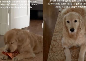 Golden Retriever Uses a Clever, Fruitful Trick To Get Mom Out of Bed