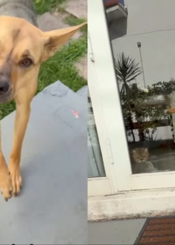 Rescue Dog Puts Head in Bucket but Listens to Dad When He Asks Him To Stop