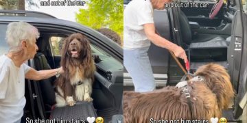 ‘Abandoned’ Rescue Dog Finds Forever Home & Says Goodbye To Foster Mom