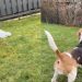 Beagle Feels Scared of Plastic Bag in the Yard