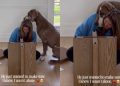 Big Dog Has the Sweetest Way of Letting Mom Know That She Isn’t Alone