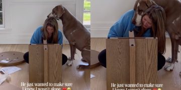 Big Dog Has the Sweetest Way of Letting Mom Know That She Isn’t Alone
