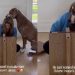 Big Dog Has the Sweetest Way of Letting Mom Know That She Isn’t Alone