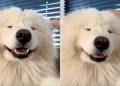 Samoyed Smiles Brightly After Getting Head Massage From Owner